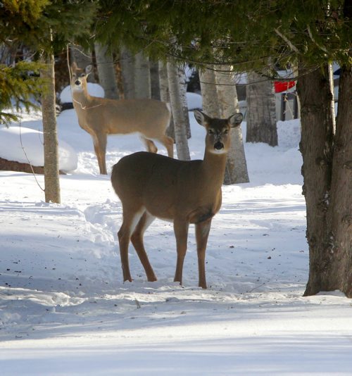A pair of deer take a look at a snowmobiler in Lakeshore Heights, a cottage community on the East side of Lake Winnipeg just south of Grand Beach, Manitoba. Feb 20, 2013  BORIS MINKEVICH / WINNIPEG FREE PRESS