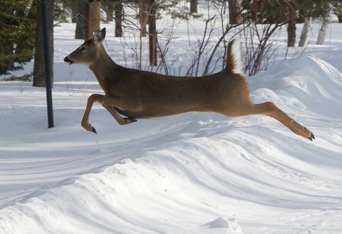 A deer leaps over a snowbank in Lakeshore Heights, a cottage community on the East side of Lake Winnipeg just south of Grand Beach, Manitoba. Feb 20, 2013  BORIS MINKEVICH / WINNIPEG FREE PRESS
