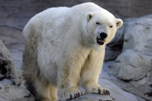 John Woods / Winnipeg Free Press / October 5, 2006 - 061005 - Sam katz is proposing that the Assiniboine Park and Zoo be placed under one committee to handle all finances and operations. A polar bear in it's zoo enclosure Thursday, Oct. 5/06.
