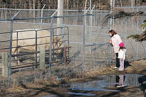 BORIS MINKEVICH / WINNIPEG FREE PRESS  070412 People try to get a look at the white buffalo at the Winnipeg Zoo.