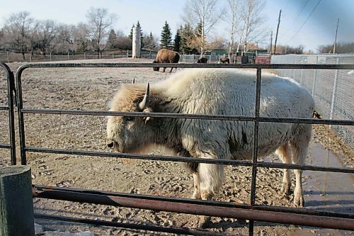 BORIS MINKEVICH / WINNIPEG FREE PRESS  070412 People try to get a look at the white buffalo at the Winnipeg Zoo.