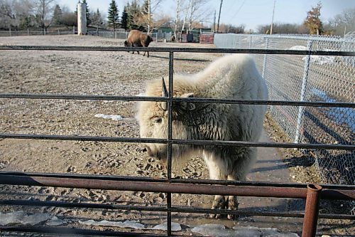 BORIS MINKEVICH / WINNIPEG FREE PRESS  070412 People try to get a look at the white buffalo at the Winnipeg Zoo.