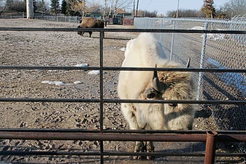 BORIS MINKEVICH / WINNIPEG FREE PRESS  070412 People try to get a look at the white buffalo at the Winnipeg Zoo.