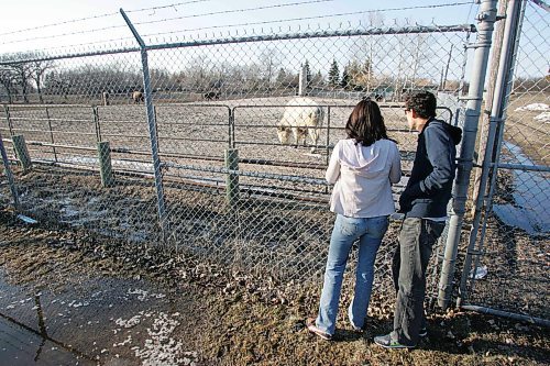 BORIS MINKEVICH / WINNIPEG FREE PRESS  070412 People try to get a look at the white buffalo at the Winnipeg Zoo.