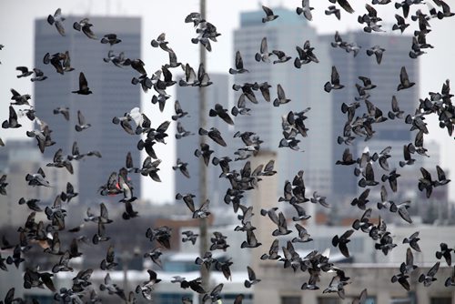Pigeons in front of downtown as seen from the Arlington Street Bridge, Sunday, March 3, 2013. (TREVOR HAGAN/WINNIPEG FREE PRESS)