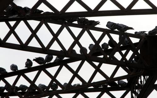 Pigeons on the Arlington Street Bridge, Sunday, March 3, 2013. (TREVOR HAGAN/WINNIPEG FREE PRESS)