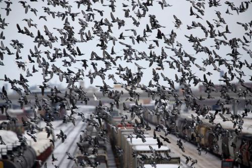 Pigeons over the CP Rail yard as seen from the Arlington Street Bridge, Sunday, March 3, 2013. (TREVOR HAGAN/WINNIPEG FREE PRESS)
