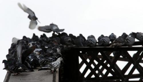 Pigeons on the Arlington Street Bridge, Sunday, March 3, 2013. (TREVOR HAGAN/WINNIPEG FREE PRESS)
