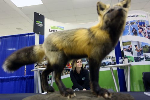 Brandon Sun 05032013 Kaylie Blair, a recruiter with Lethbridge College, is framed by a morph red/silver fox while waiting to greet visitors to the college's booth during the 28th Annual Brandon Career Symposium at the Keystone Centre on Tuesday. (Tim Smith/Brandon Sun)