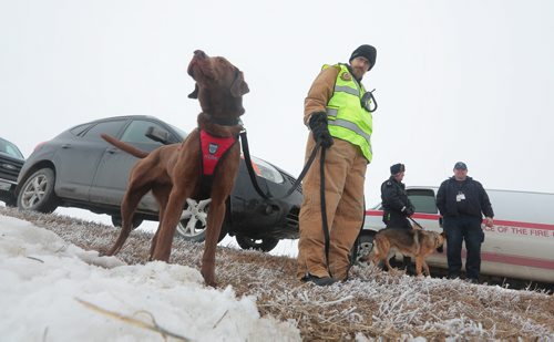 Brandon Sun Cedar, a K-9 member of the SARMAN ground search and rescue team, waits to go to work with his handler Jim Moir of Snowflake, Man., during Sunday's joint search and rescue training senario with the Brandon Regional Search and Rescue Association (BRSARA) which incuded members of the Civil Air Search and Rescue Assocition. (Bruce Bumstead/Brandon Sun)