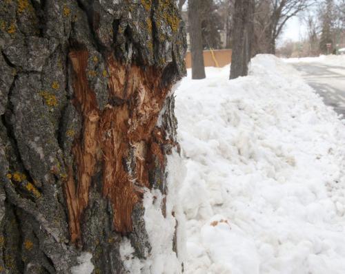 100 year old Elm and oak trees in the area of Fisher St near Belfour Ave in Riverview in Winnipeg damaged from snow plow See Steph Crosier story- March 08, 2013   (JOE BRYKSA / WINNIPEG FREE PRESS)
