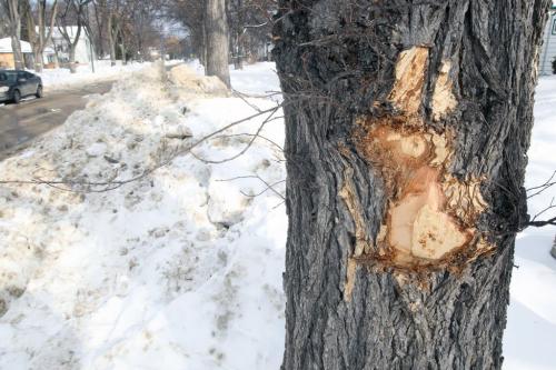100 year old Elm and oak trees in the area of Casey St and Ashland Avei n Riverview in Winnipeg  damaged by snow plowsSee Steph Crosier story- March 08, 2013   (JOE BRYKSA / WINNIPEG FREE PRESS)