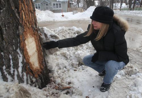 Mimi Raglan checks out damage to 100 year old Elm and oak trees in the area of Belfour Ave in Riverview in Winnipeg damaged from snow plow See Steph Crosier story- March 08, 2013   (JOE BRYKSA / WINNIPEG FREE PRESS)