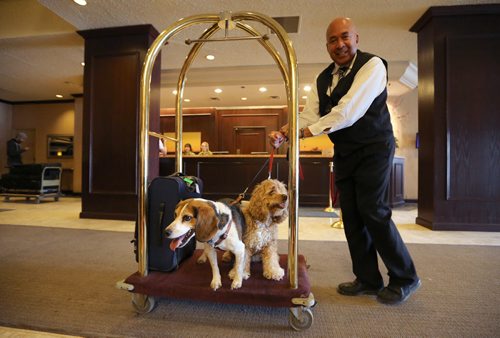 Delta Hotel bellperson Walter Dorrington pushes general manager Helen Halliday's four-year-old spaniel Sadie and 10-year-old beagle Finnegan on a luggage cart at the downtown Winnipeg hotel on on Sat., March 9, 2013. The hotel has a pet-friendly policy in place for guests. RE: Speirs story Photo by Jason Halstead/Winnipeg Free Press