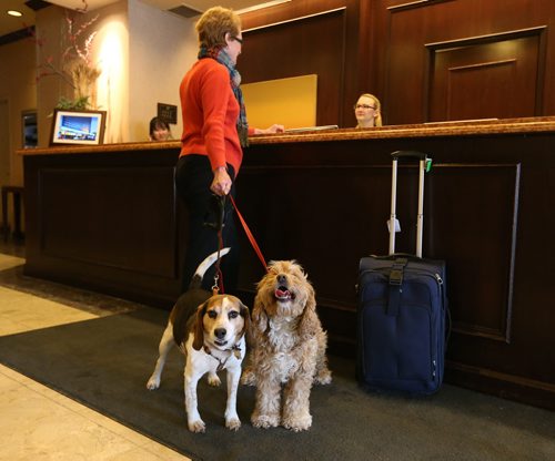 Delta Hotel general manager Helen Halliday stands with her four-year-old spaniel Sadie and 10-year-old beagle Finnegan at the front desk of the downtown Winnipeg hotel on on Sat., March 9, 2013. The hotel has a pet-friendly policy in place for guests. RE: Speirs story Photo by Jason Halstead/Winnipeg Free Press