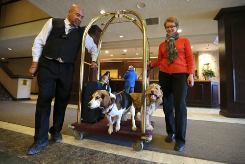 Delta Hotel general manager Helen Halliday and bellperson Walter Dorrington load Halliday's four-year-old spaniel Sadie and 10-year-old beagle Finnegan on a luggage cart at the downtown Winnipeg hotel on on Sat., March 9, 2013. The hotel has a pet-friendly policy in place for guests. RE: Speirs story Photo by Jason Halstead/Winnipeg Free Press