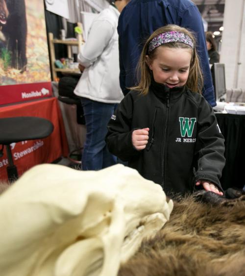 Maryn Jones, 7, carefully touches a bear pelt at the "Bear Smart" Government of Manitoba display at the Cottage Show. Maryn's family has a cottage on Lake Manitoba and she's seen one baby bear from a car while at the garbage dump. (Melissa Tait / Winnipeg Free Press)