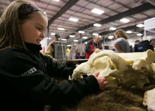 Maryn Jones, 7, carefully holds a model of a bear skull at the "Bear Smart" Government of Manitoba display at the Cottage Show. Maryn's family has a cottage on Lake Manitoba and she's seen one baby bear from a car while at the garbage dump. (Melissa Tait / Winnipeg Free Press)