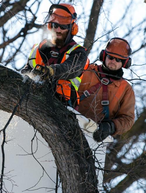 City workers cut the limbs off an Elm tree on Garfield Street in Wolseley on a chilly Saturday morning. The three-storey tree was doomed for removal due to Dutch Elm disease. (Melissa Tait / Winnipeg Free Press)