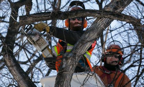 City workers cut the limbs off an Elm tree on Garfield Street in Wolseley on a chilly Saturday morning. The three-storey tree was doomed for removal due to Dutch Elm disease. (Melissa Tait / Winnipeg Free Press)