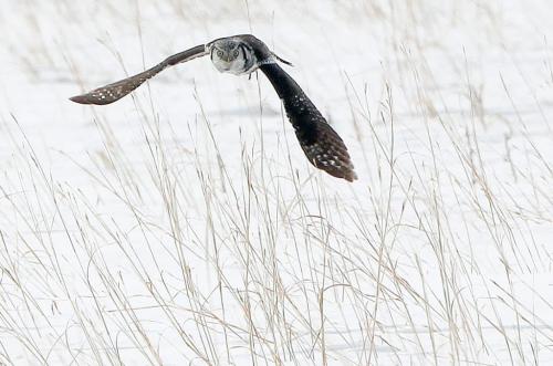 A  northern hawk owl in flight as it looks for food near Beaudry  Provincial Park west of Winnipeg Wednesday. Hawk owls like to eat vole as their favorite food but will eat other birds-standup photo- March 13, 2013   (JOE BRYKSA / WINNIPEG FREE PRESS)