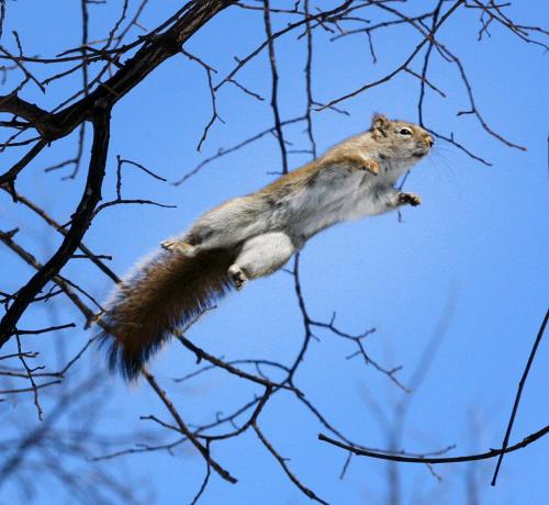 #11 in Jumping squirrel series at Kildonan Park  standup photo- March 16, 2013   (JOE BRYKSA / WINNIPEG FREE PRESS)