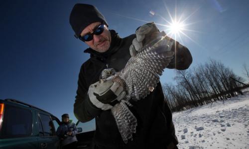 WITH STORY -  Jim Duncan checks the wingspan of a Northern Hawk Owl near Lac du Bonnet Wednesday before weighing measuring and releasing it again Wednesday afternoon. March 20, 2013 - (Phil Hossack / Winnipeg Free Press)