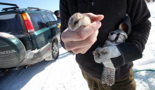 WITH STORY - Jim shows off a hamster used to lure in owls Wednesday before weighing measuring and releasing the birds Wednesday afternoon. No injuries to the hamster resulted....March 20, 2013 - (Phil Hossack / Winnipeg Free Press)