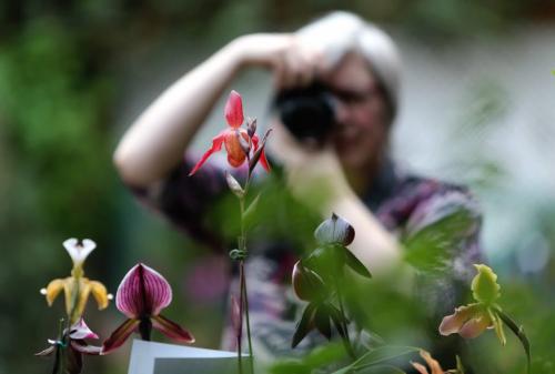 Lynette Plett photographs orchids in the Assiniboine Park Conservatory at the Manitoba Orchid SocietyÄôs annual Show & Sale, Sunday, March 24, 2013. ( TREVOR HAGAN/WINNIPEG FREE PRESS)