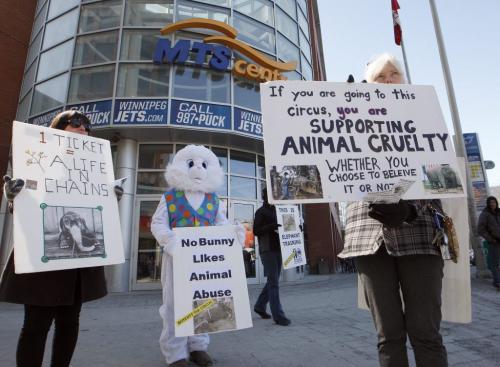 Animal rights demonstrators from the Humane Education Network protested outside the MTS Centre over the noon hour protesting the  live animal circus  performing  at the venue . The  act features elephants, dogs and other animals  and the group maintains their  training and performance constitutes animal abuse.  KEN GIGLIOTTI / Mar. 27 2013 / WINNIPEG FREE PRESS