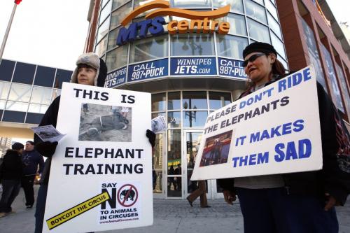 Animal rights demonstrators from the Humane Education Network protested outside the MTS Centre over the noon hour protesting the  live animal circus  performing  at the venue . The  act features elephants, dogs and other animals  and the group maintains their  training and performance constitutes animal abuse.  KEN GIGLIOTTI / Mar. 27 2013 / WINNIPEG FREE PRESS