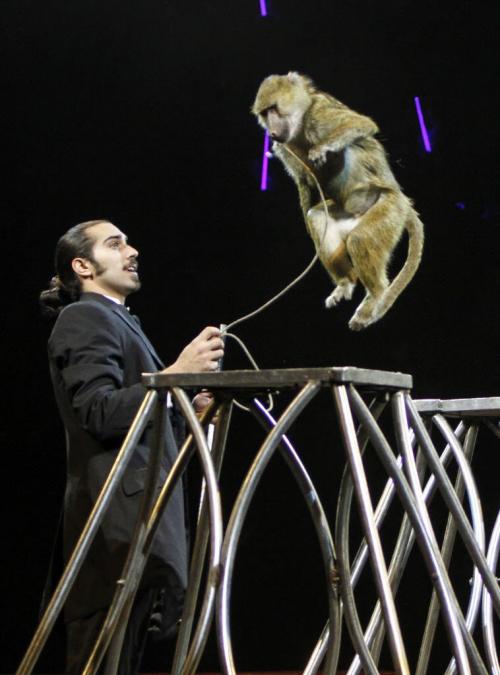 A baboon jumps on command at the Super Spring Break Circus, which is in town for three shows set to span March 26-27 at the MTS Centre. The show features a mix of human and animal acts. Wednesday, March 27, 2013. (JESSICA BURTNICK/WINNIPEG FREE PRESS)