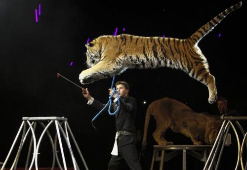 A tiger leaps over its handler at the the Super Spring Break Circus, which is in town for three shows set to span March 26-27 at the MTS Centre. The show features a mix of human and animal acts. Wednesday, March 27, 2013. (JESSICA BURTNICK/WINNIPEG FREE PRESS)