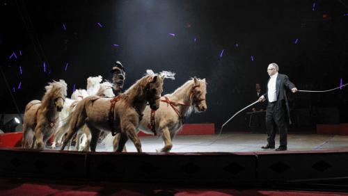 Travelling zoo director Michael Hackenberger directs horses around the show ring at the Super Spring Break Circus, which is in town for three shows set to span March 26-27 at the MTS Centre. The show features a mix of human and animal acts. Wednesday, March 27, 2013. (JESSICA BURTNICK/WINNIPEG FREE PRESS)