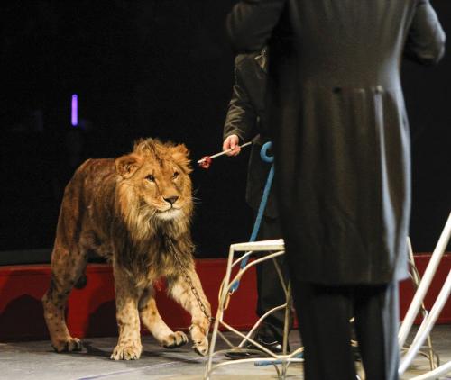 A lion has his eyes locked onto a piece of meat held by his handler at the Super Spring Break Circus is in town for three shows, set to span March 26-27 at the MTS Centre. The show features a mix of human and animal acts. Wednesday, March 27, 2013. (JESSICA BURTNICK/WINNIPEG FREE PRESS)