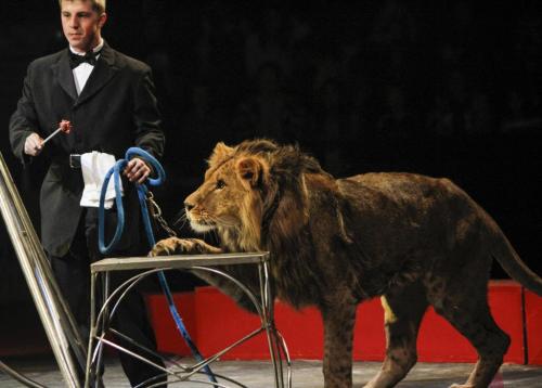 A lion has his eyes locked onto a piece of meat held by his handler at the Super Spring Break Circus is in town for three shows, set to span March 26-27 at the MTS Centre. The show features a mix of human and animal acts. Wednesday, March 27, 2013. (JESSICA BURTNICK/WINNIPEG FREE PRESS)