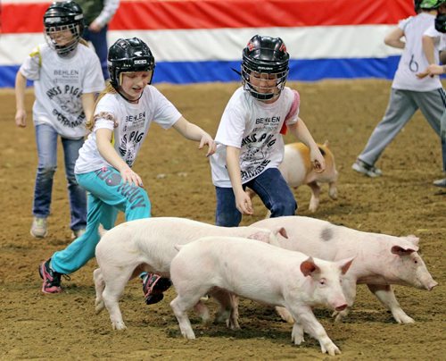 Brandon Sun 27032013 Kids try to catch piglets during the Miss Piggy Scramble at the Royal Manitoba Winter Fair on Wednesday evening.   (Tim Smith/Brandon Sun)