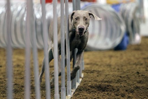 Brandon Sun 27032013 Rexy, a weimaraner, runs through the obstacle course during the popular Prairie Dodge Dog / Horse Relay at the Royal Manitoba Winter Fair on Wednesday evening. (Tim Smith/Brandon Sun)