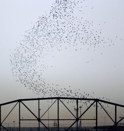 Pigeons Galore- A massive flock of pigeons rises over the Arlington St bridge Thursday afternoon-standup photo- March 28, 2013   (JOE BRYKSA / WINNIPEG FREE PRESS)