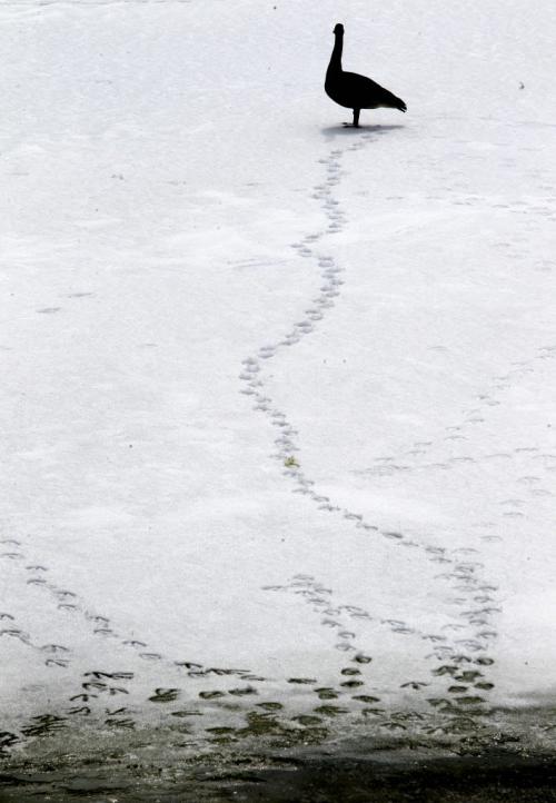 A goose heads out on a path through the snow leaving his goose prints behind him and pauses before heading back to the edge of the open water on the Assiniboine River Thursday afternoon,. Standup Photo Photography by  Ruth Bonneville /  Winnipeg Free Press)