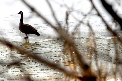 A bird stands next to the edge of  open water on the Assiniboine River Thursday afternoon. Standup Photo Photography by  Ruth Bonneville /  Winnipeg Free Press)