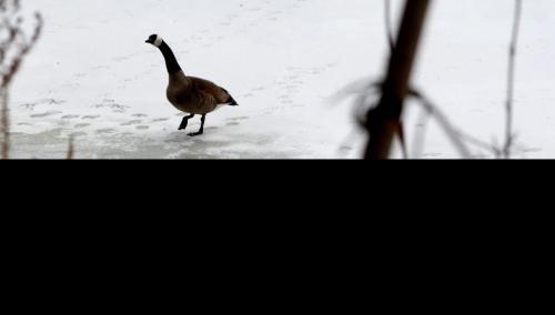 A bird makes its way to the edge of  open water on the Assiniboine River Thursday afternoon. Standup Photo Photography by  Ruth Bonneville /  Winnipeg Free Press)