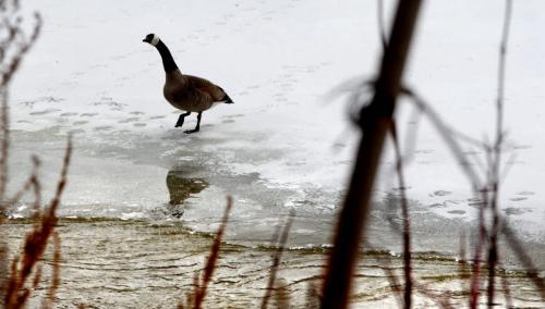 A bird makes its way to the edge of  open water on the Assiniboine River Thursday afternoon. Standup Photo Photography by  Ruth Bonneville /  Winnipeg Free Press)