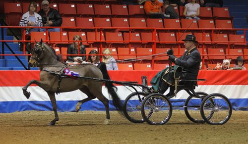 Brandon Sun Lloyd Mennie leads Dream Maker around the main arena after winning the single harness pony champion at the Royal Manitoba Winter Fair on Saturday evening. (Bruce Bumstead/Brandon Sun)