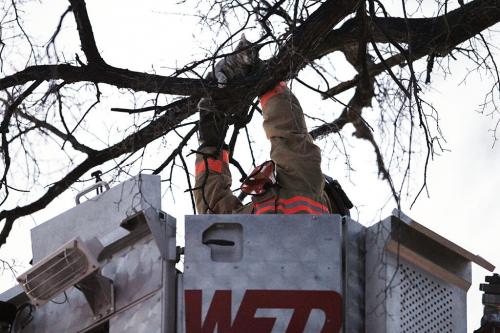 March 31, 2013 - 130331  -  Winnipeg Fire Department save a kitten in a tree on the 500 block of Pritchard Sunday, March 31, 2013. The cat had been stuck in the tree for four days. John Woods / Winnipeg Free Press