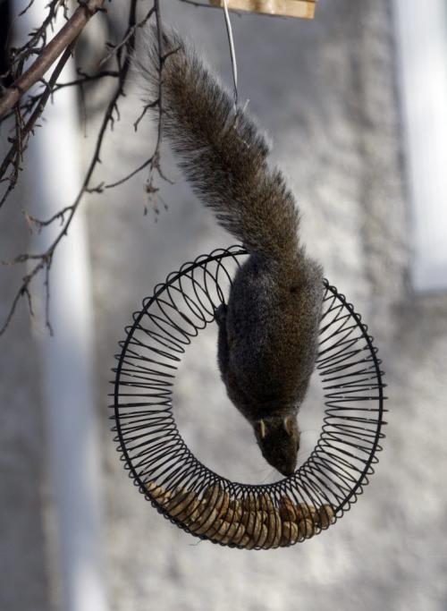 West End squirrel gets a workout as it gets nuts left in this unique squirrel feeder on Westminster Ave.Wpg temps remain cool at -12 with a daytime hi of -2. KEN GIGLIOTTI / April . 2 2013 / WINNIPEG FREE PRESS
