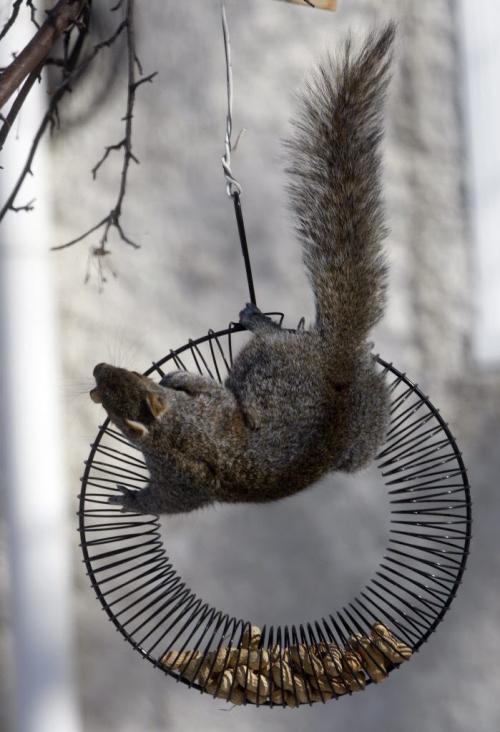 West End squirrel gets a workout as it gets nuts left in this unique squirrel feeder on Westminster Ave.Wpg temps remain cool at -12 with a daytime hi of -2. KEN GIGLIOTTI / April . 2 2013 / WINNIPEG FREE PRESS