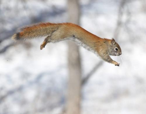 See Bryksa jumping squirrel series  April 02, 2013   (JOE BRYKSA / WINNIPEG FREE PRESS)