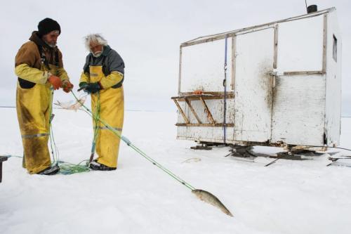 (Left to right) Fairford, Man. ice fishermen Randy Strawa and Frank Kenyon draw in one of around 45 nets they've set on Lake Manitoba. Suckers or mullet, the species seen here, are of little value on the fish market and will be left on the ice to rot or be eaten by the ravens and other wildlife. Tuesday, March 26, 2013. (REPORTER: BARTLEY KIVES) (JESSICA BURTNICK/WINNIPEG FREE PRESS)