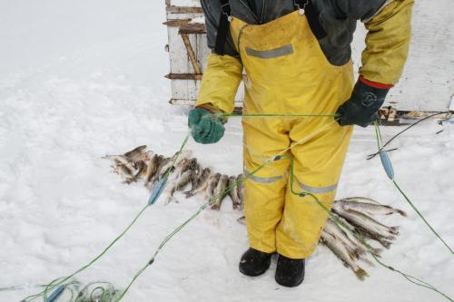 Fairford, Man. ice fisherman Frank Kenyon draws in one of about 45 gill nets he's set on Lake Manitoba to take in his catch. Many of the fish pictured here are not deemed to have enough market value for sale, and will therefore be left on the ice to rot or be eaten by crows and other wildlife. Tuesday, March 26, 2013. (REPORTER: BARTLEY KIVES) (JESSICA BURTNICK/WINNIPEG FREE PRESS)